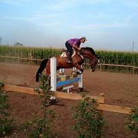 Trainer  Salto Ostacoli / Stable  Manager