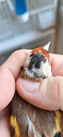  cardellina favata 