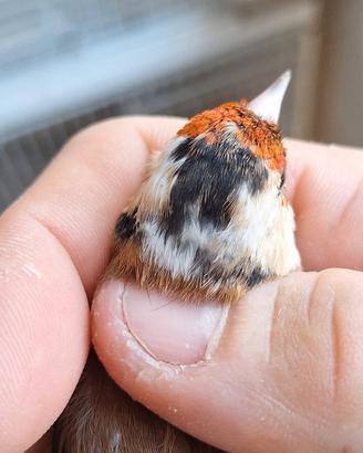  cardellina favata 
