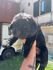 Cuccioli Labrador Retriever