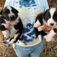 Cuccioli border collie