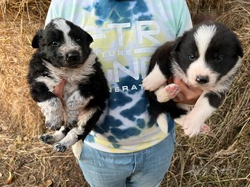 Cuccioli border collie