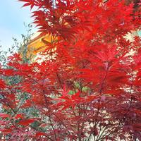 Acero  palmato "Atropurpureum "