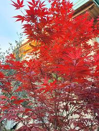 Acero  palmato "Atropurpureum "