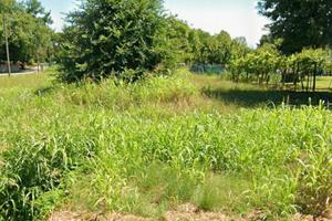 Terreno agricolo con area edificabile Castelminio