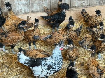 Galline e pavoni