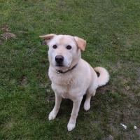 Cane simil Labrador maschio