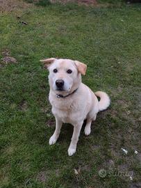 Cane simil Labrador maschio