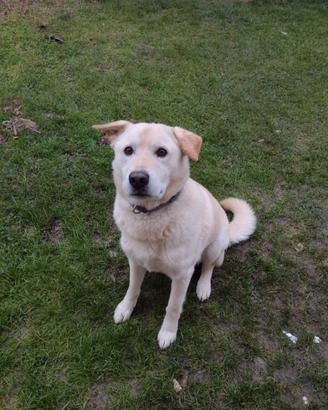Cane simil Labrador maschio