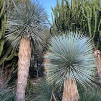 YUCCA ROSTRATA