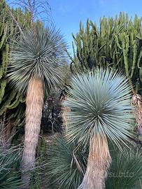 YUCCA ROSTRATA