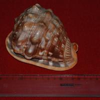 CONCHIGLIA Cypraecassis rufa