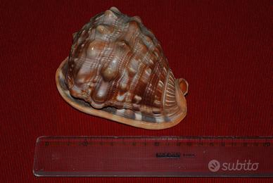 CONCHIGLIA Cypraecassis rufa