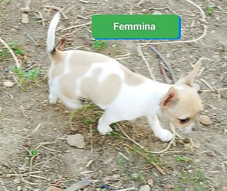 Chihuahua