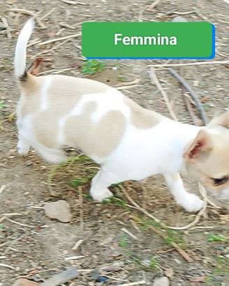 Chihuahua