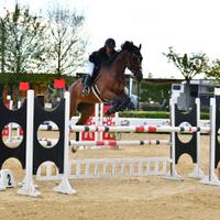 ?Cavalla anno 2018 ?