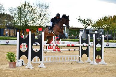 ?Cavalla anno 2018 ?