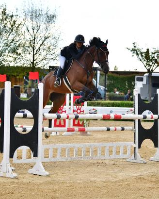 ?Cavalla anno 2018 ?