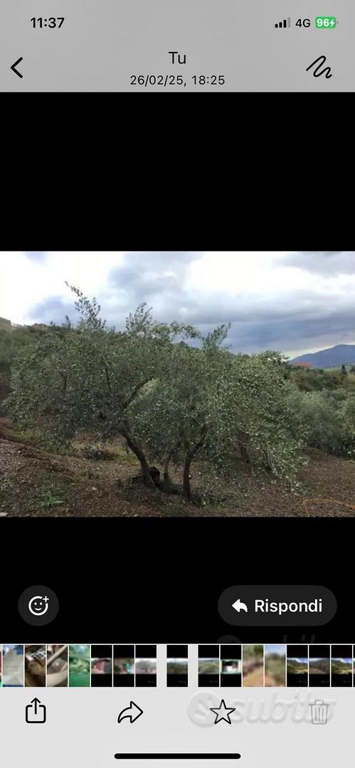 Terreno agricolo - Vista 5