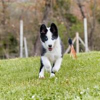 Caster, affascinante cucciolotto di Yakutian