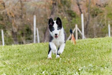 Caster, affascinante cucciolotto di Yakutian