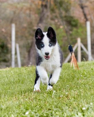 Caster, affascinante cucciolotto di Yakutian