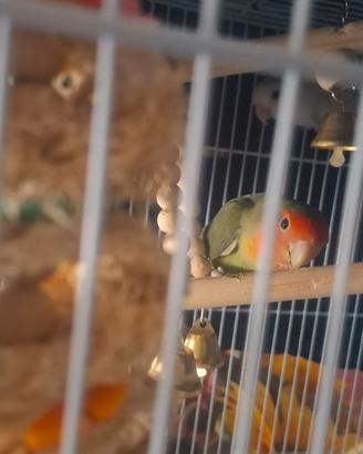 Pappagallini inseparabili