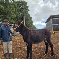 Asino di Martina Franca