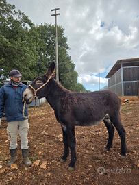 Asino di Martina Franca