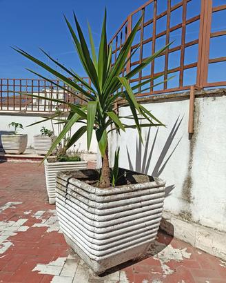 Pianta Yucca di 9 anni con vaso