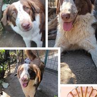 Splendidi cani in adozione