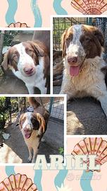 Splendidi cani in adozione