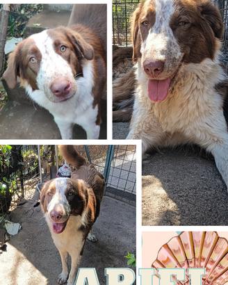 Splendidi cani in adozione