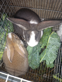 Conigli gigante delle Fiandre