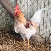 Gallo da riproduzione