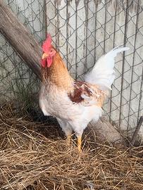 Gallo da riproduzione