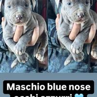 Cuccioli di pitbull blue nose occhi azzurri