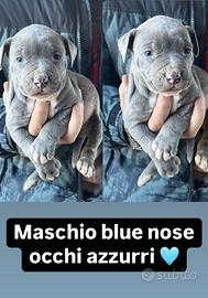 Cuccioli di pitbull blue nose occhi azzurri