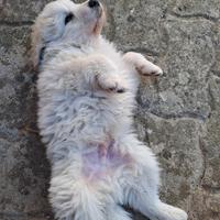 Cuccioli pastore maremmano abruzzese