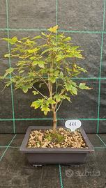 Bonsai di Acero Tridente Acer Buergerianum 111