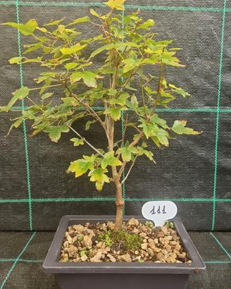 Bonsai di Acero Tridente Acer Buergerianum 111