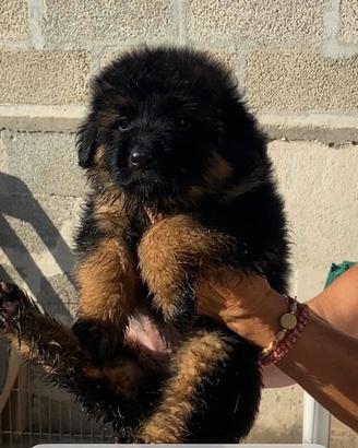Cucciola pastore tedesco pelo lungo