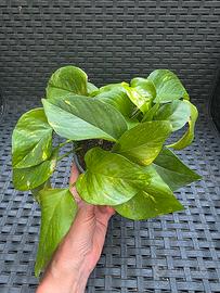 Pothos ( Potos, Scindapsus)