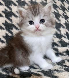 Gattino maschio persiano normotipico