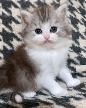 Gattino maschio persiano normotipico