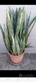 Pianta di Sanseviera 