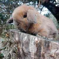 Conigli/coniglietti ariete nano