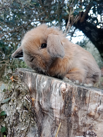 Conigli/coniglietti ariete nano