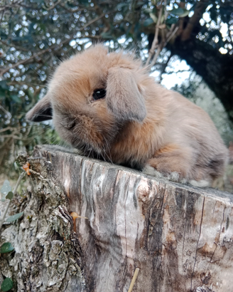 Conigli/coniglietti ariete nano
