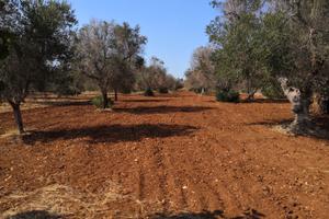 Terreno in statale 7 Manduria